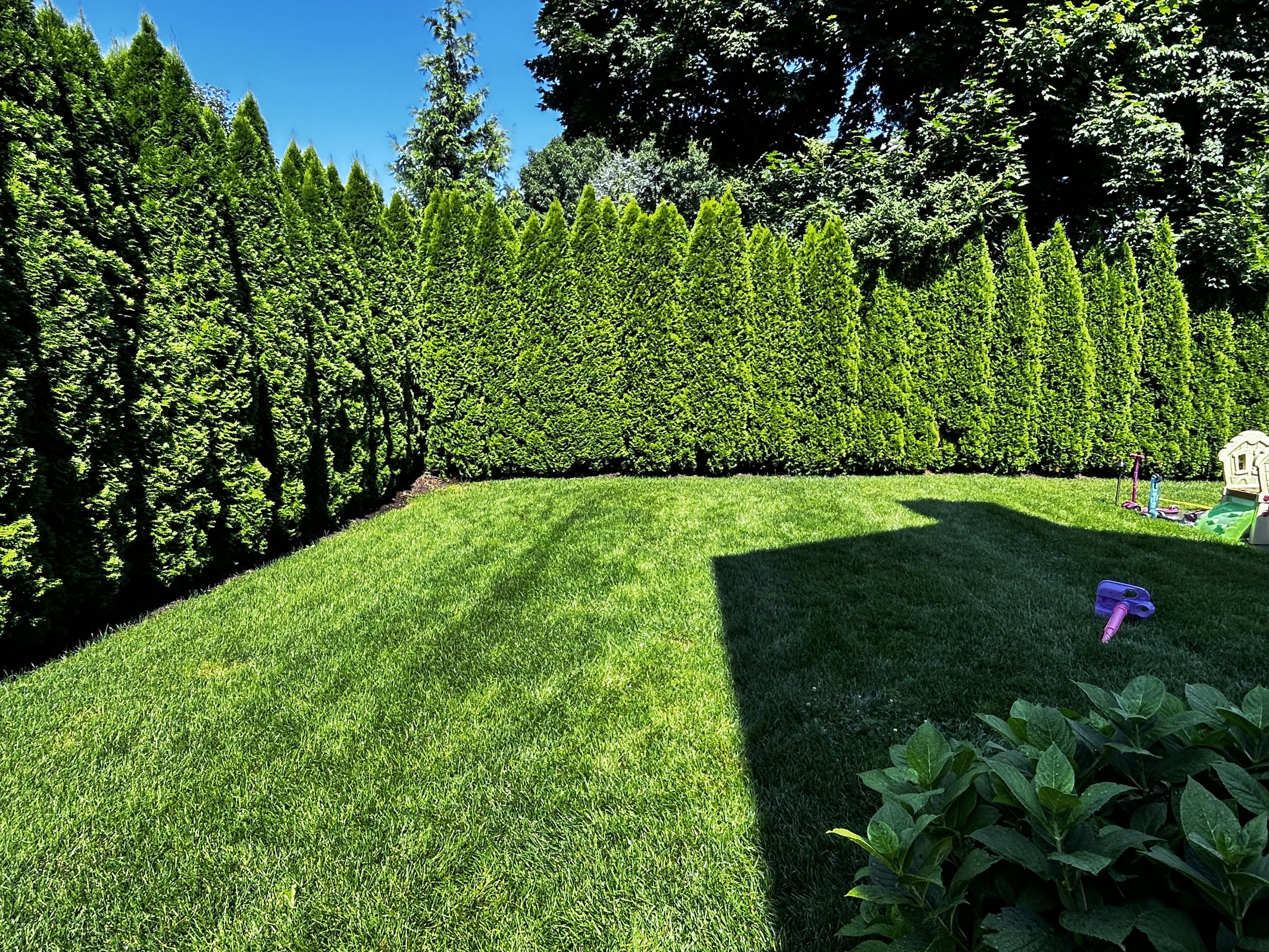 Healthy Lawn & Trees